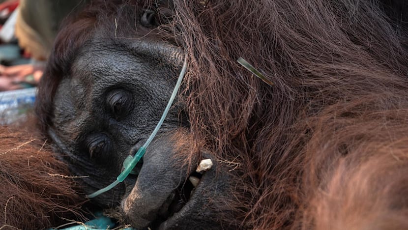 Saving Sampurna: Farmer rescues weakened orangutan from forest fires in Indonesia's Borneo