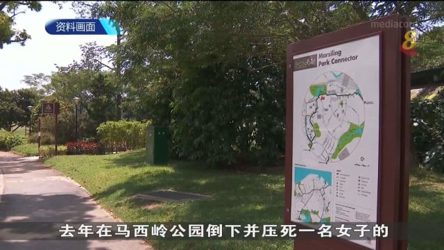 【马西岭大树压死人】倒下的大树被发现遭白蚁侵蚀