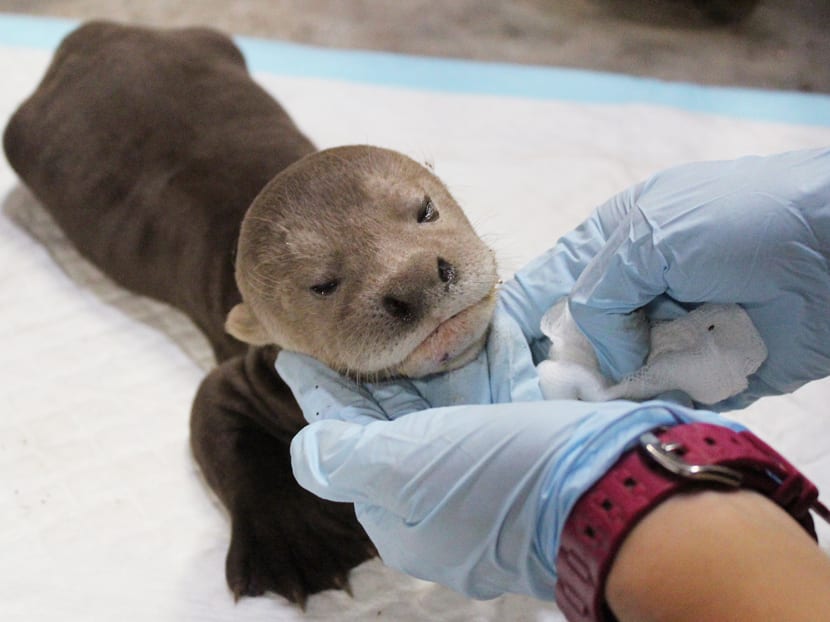 Asia’s first giant river otter baby born at River Safari