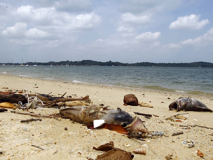 Farmers losing S$15,000 to S$300,000 as mass fish deaths look set to continue