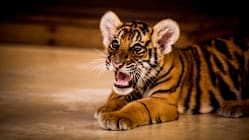 Related article image