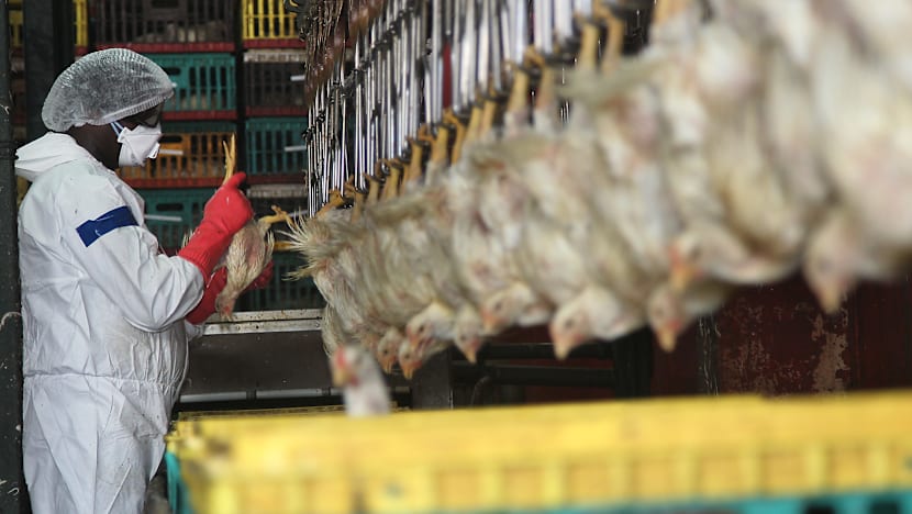 Travellers divided over ban on poultry from countries with avian flu risk