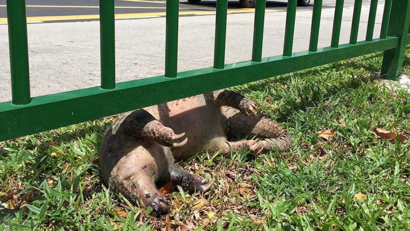 Critically endangered Sunda Pangolin found dead in Mandai after being hit by vehicle