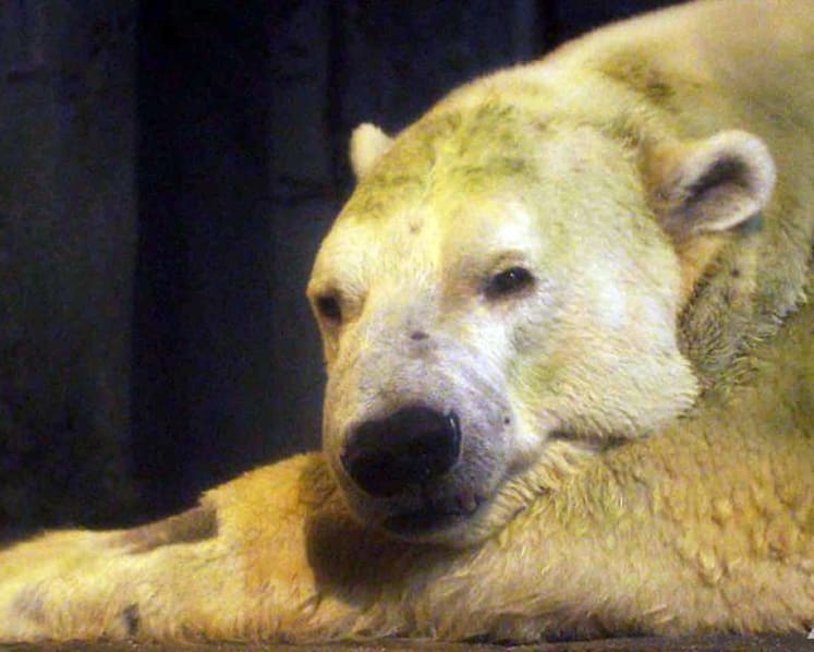 ‘He’s like a son to me’: Inuka’s last days, among those who loved him most