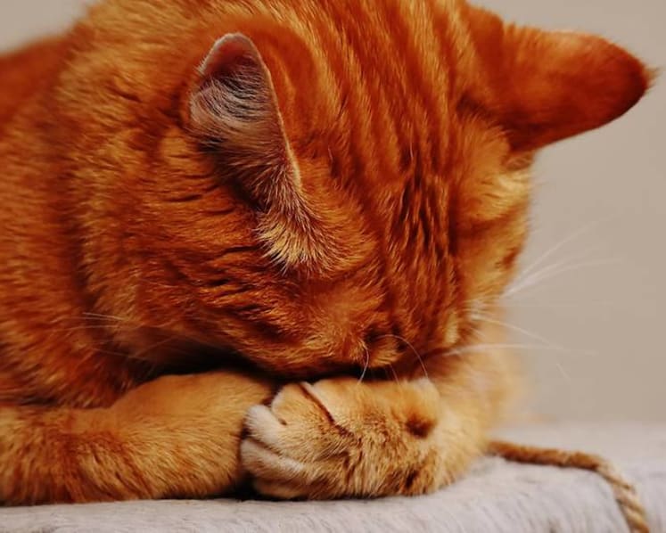 Is your pet cat or dog really happy you’re at home all the time – or stressed out?