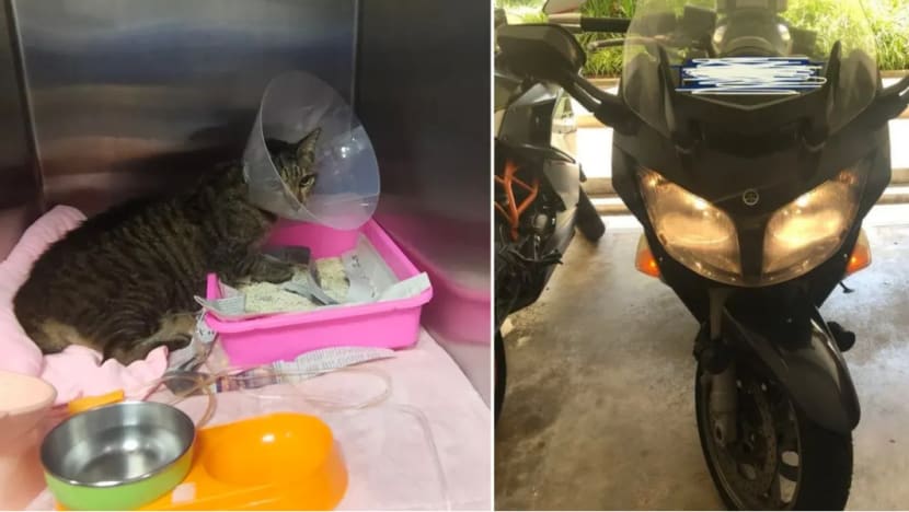 Pemilik kucing jual motosikal demi tampung kos rawatan haiwan peliharaannya