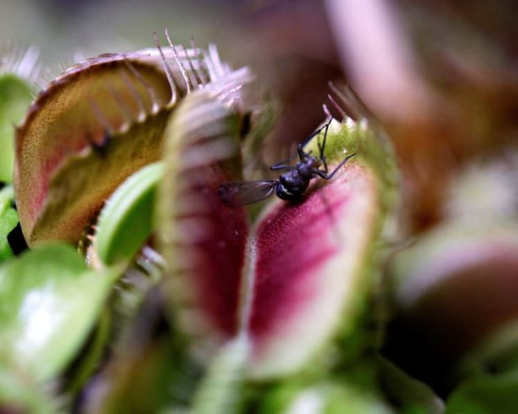 Scientists unlock the secret behind the Venus flytrap's snap