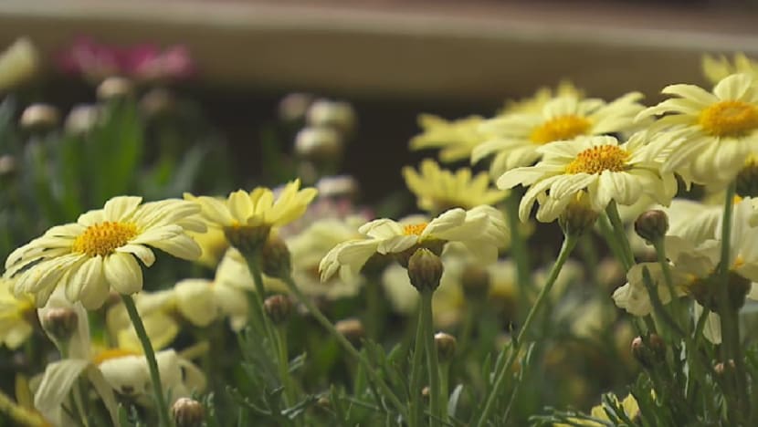 Bunga daisi Afrika antara pilihan sempena Tahun Baru Cina