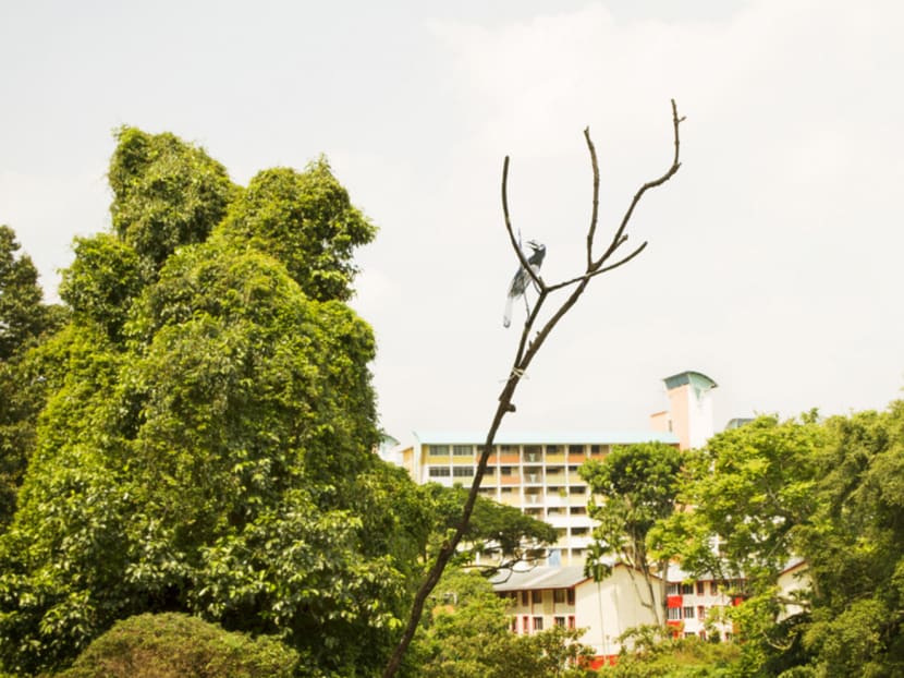 Bird’s eye view: Tanglin Halt’s feathered wildlife the subject of a show