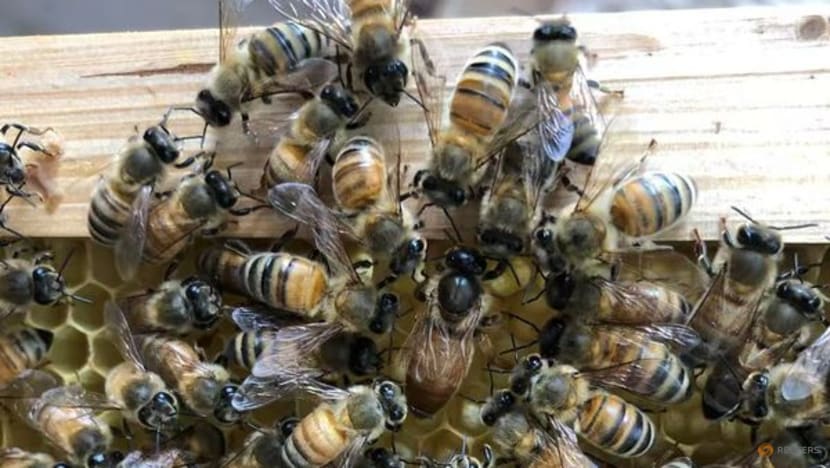 Worker bees build a 'royal palace' for the honeybee queen
