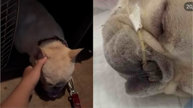 两只斗牛犬运输途中疑中暑 国家公园局展开调查