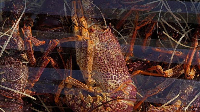 Hong Kong customs seize smuggled lobsters amid Australia ban