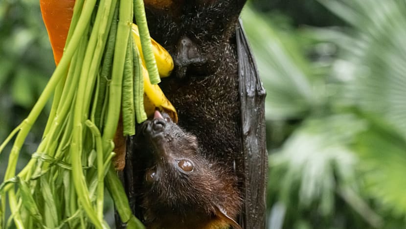 நிப்பா வைரஸ் - எப்படிப் பரவும்?