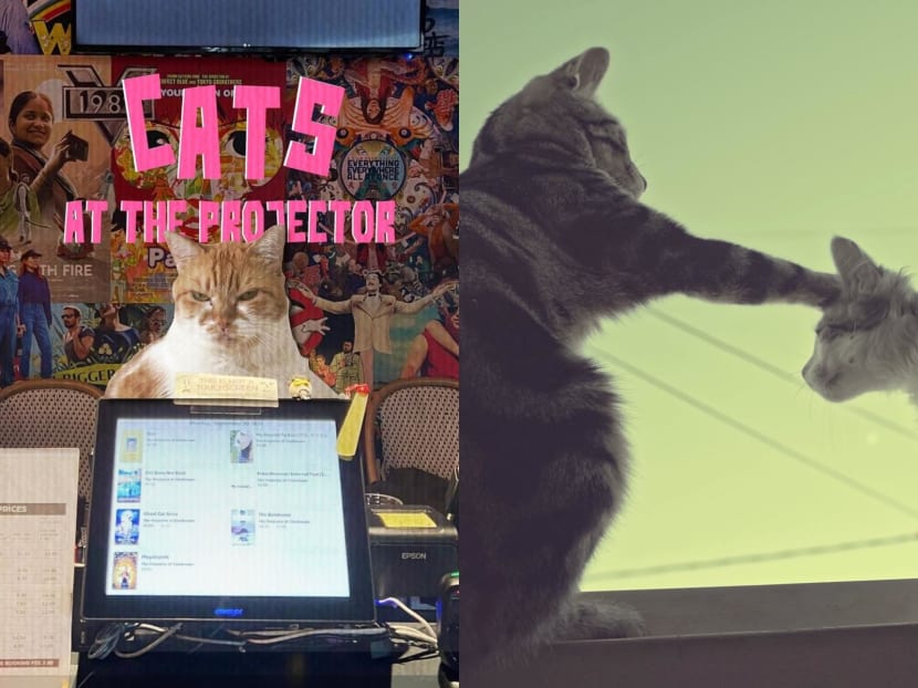 Want to watch 75 minutes of cat videos on the big screen? You can at The Projector