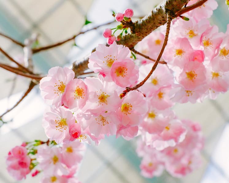 Sakura season returns to Gardens by the Bay with Sanrio characters and Anime Garden weekend