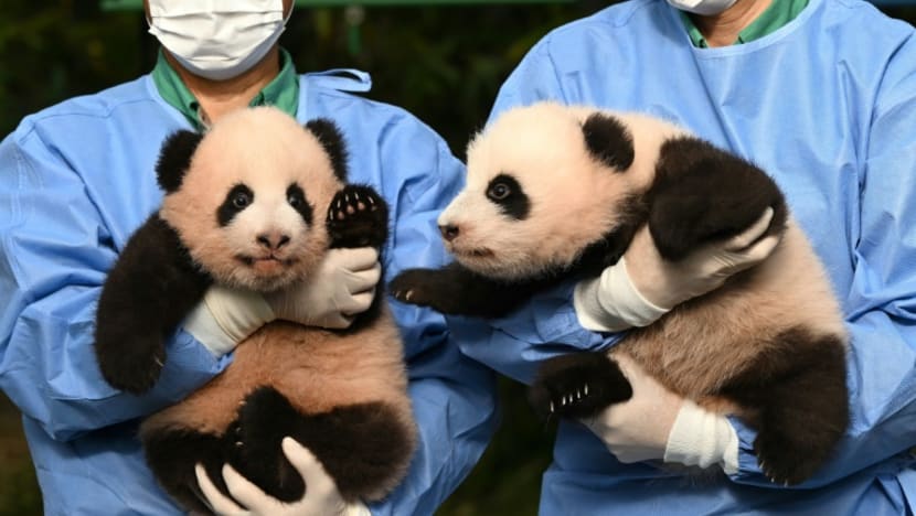 Panda fever grips South Korea as new twins wait to make debut; beloved cub Fu Bao expected to return to China Panda fever grips South Korea as new twins wait to make debut; beloved cub Fu Bao expected to return to China