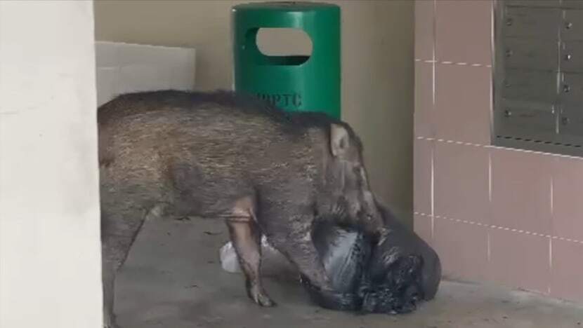Sisa makanan terbiar di luar tong sampah pikat 'tetamu tidak diundang' Sisa makanan terbiar di luar tong sampah pikat 'tetamu tidak diundang'