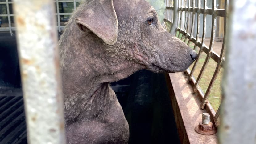 Stray dogs and cats at risk of starvation during COVID-19 crisis in Thailand