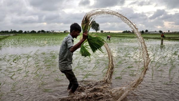 Analysis:Global rice prices have hit a floor, but India's supply glut will smother any gains - Channel News Asia (Picture 2)
