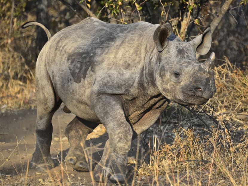 A baby rhino. AP file photo