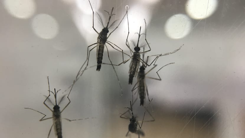 Trial to curb Aedes mosquito numbers yields ‘valuable data’