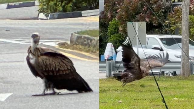 高山兀鹫东海岸现踪 引民众近距离围观