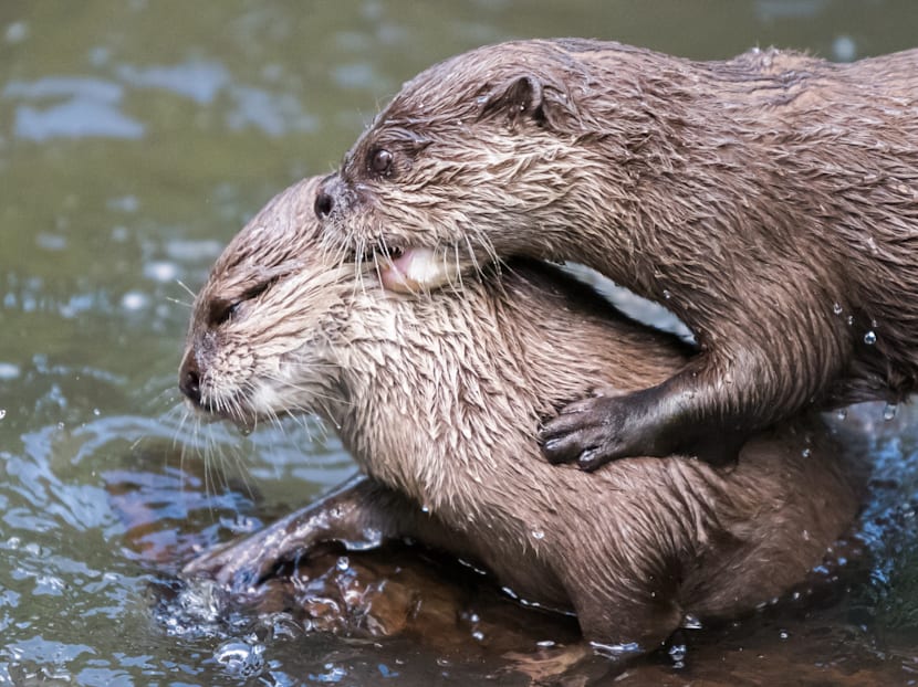 Should wildlife be returned to the zoo?