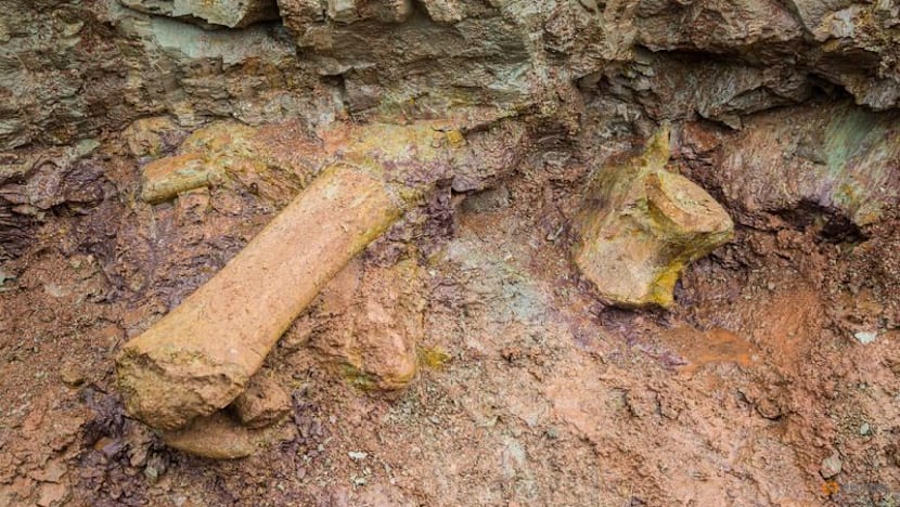 Dinosaur fossils in Brazil reveal new giant species