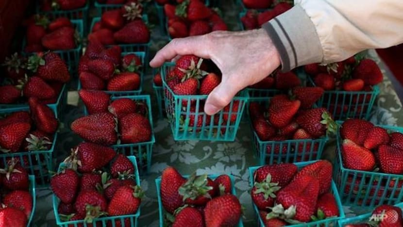 Insiden kedua jarum ditemui dalam strawberi di New Zealand Insiden kedua jarum ditemui dalam strawberi di New Zealand