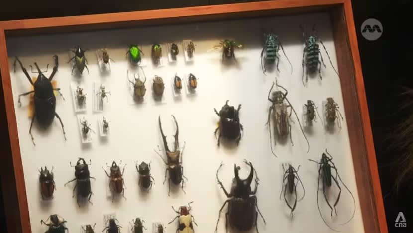 Satu-satunya muzium sejarah semula jadi SG rancang perluas operasi sempena ulang tahun ke-10 Satu-satunya muzium sejarah semula jadi SG rancang perluas operasi sempena ulang tahun ke-10