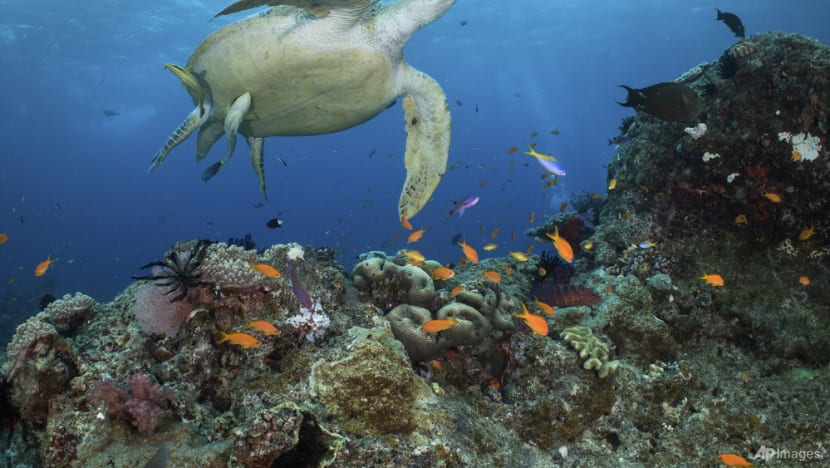 Australia pledges US$704 million to save Great Barrier Reef Australia pledges US$704 million to save Great Barrier Reef