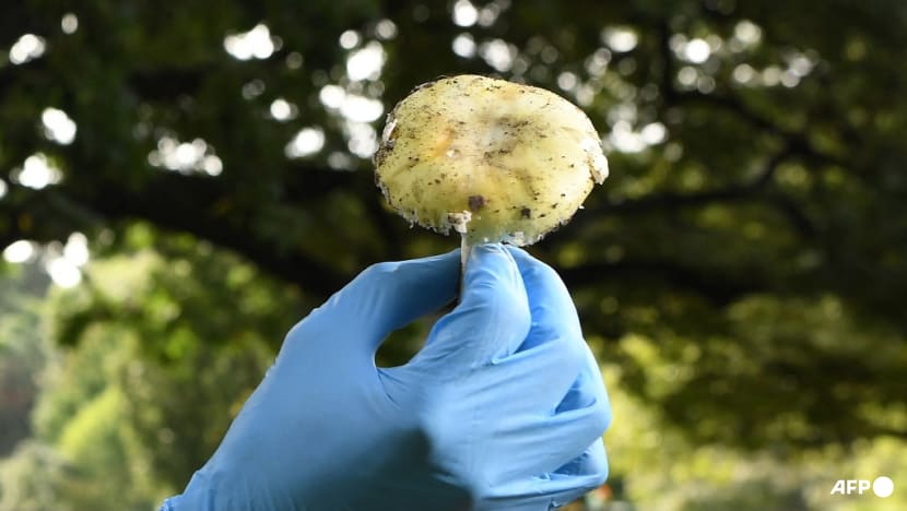 Australian triple-murder suspect allegedly cooked 'special' mushroom meal Australian triple-murder suspect allegedly cooked 'special' mushroom meal