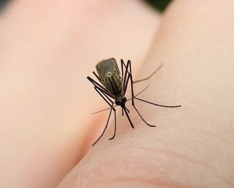 No animals kill more humans than mosquitoes. But getting rid of them would be a mistake