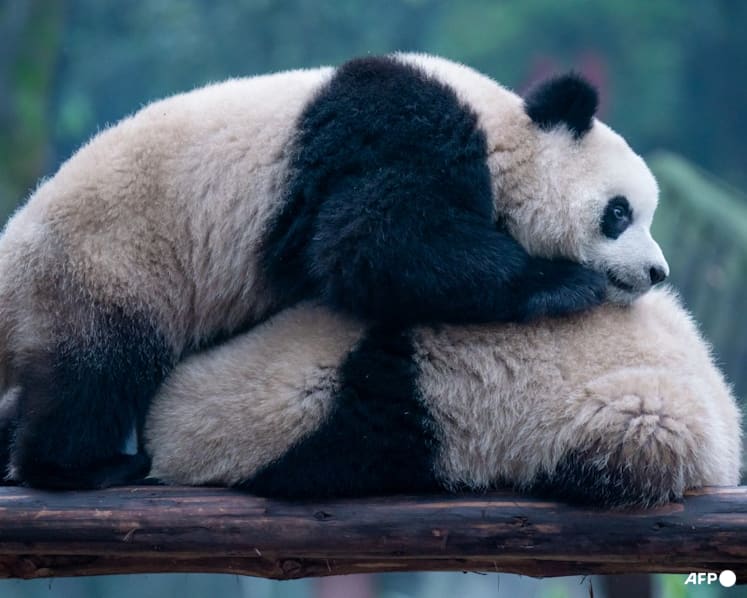 China’s first ‘Panda Studies’ college set to welcome inaugural batch of 50 undergraduates