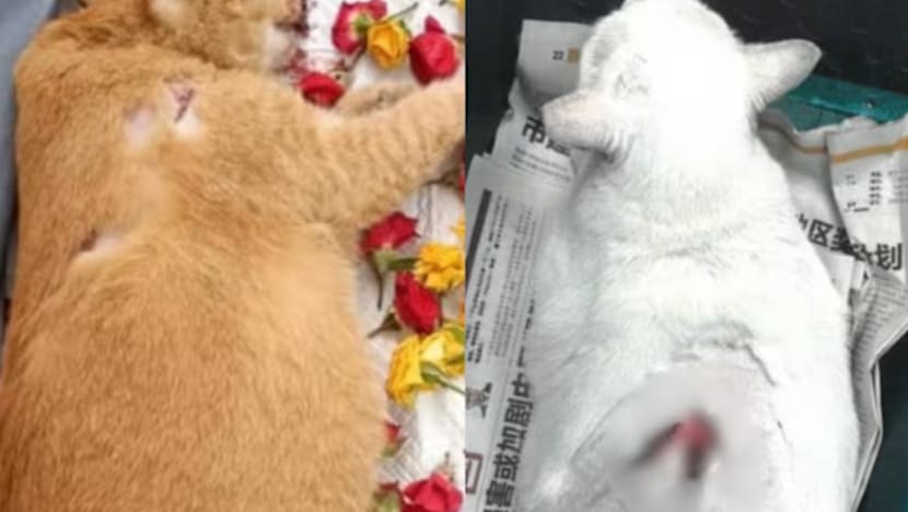 Lelaki dera kucing dipenjara 31 bulan, hukuman paling berat bagi kes aniaya haiwan setakat ini
