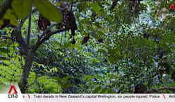 Researchers get new insights from study of insects, loss of mature forests 