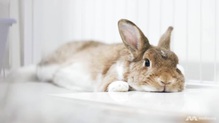 Pet shops, animal groups work to prevent abandonment cases ahead of Year of the Rabbit Pet shops, animal groups work to prevent abandonment cases ahead of Year of the Rabbit