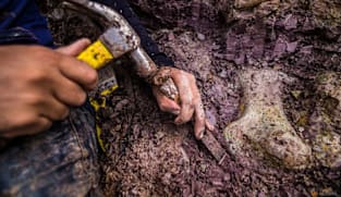 Dinosaur fossils in Brazil reveal new giant species