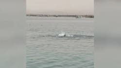 Related article image