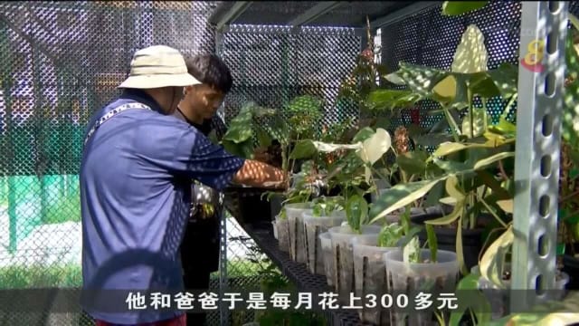 本地近期出现植物旅馆新概念 让人租空间寄放盆栽