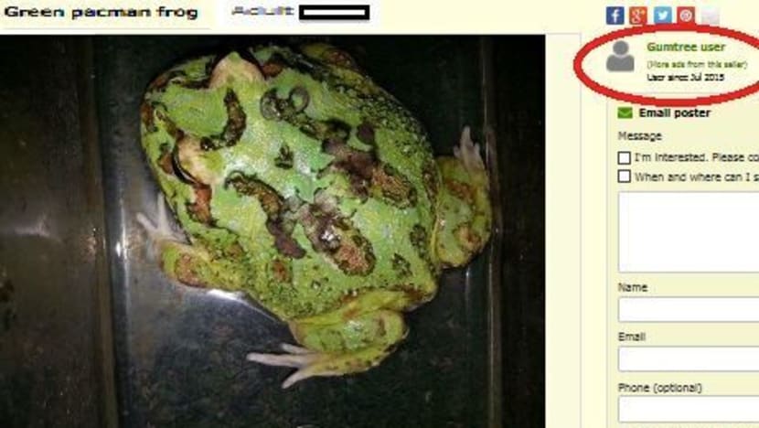 Illegal pet advertisements rife on online platforms: ACRES