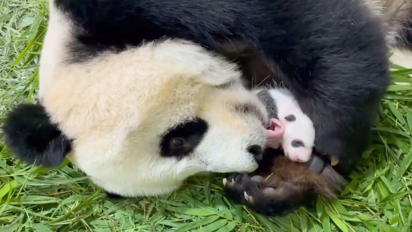 Squats, pee swaps and the ‘roller-coaster ride’ of making a panda baby in Singapore