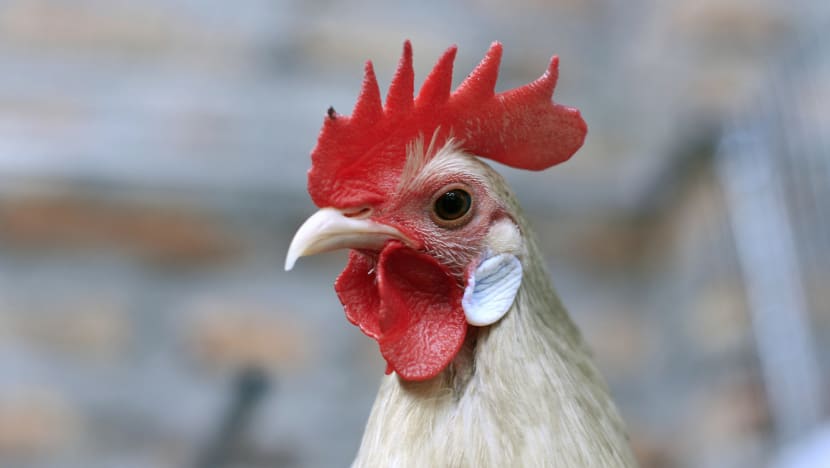 ‘Noisy chickens’ in Sin Ming Avenue put down after residents’ complaints