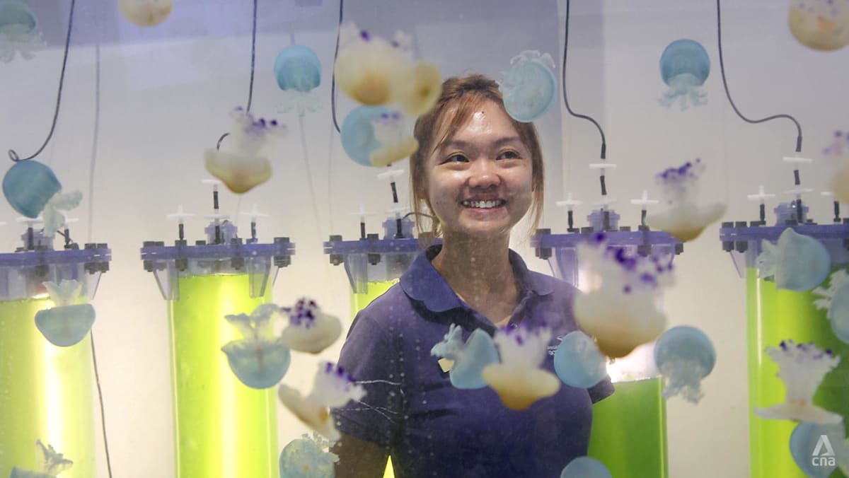 She didn't know what an aquarist was. Now, she leads the sea jellies team at Singapore Oceanarium