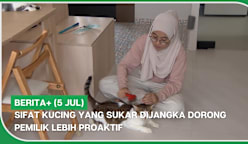 BERITA+ (5 Jul) | Sifat kucing yang sukar dijangka dorong pemilik lebih proaktif