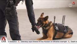 Camera mounted on police dogs on trial in Singapore to boost tactical operations