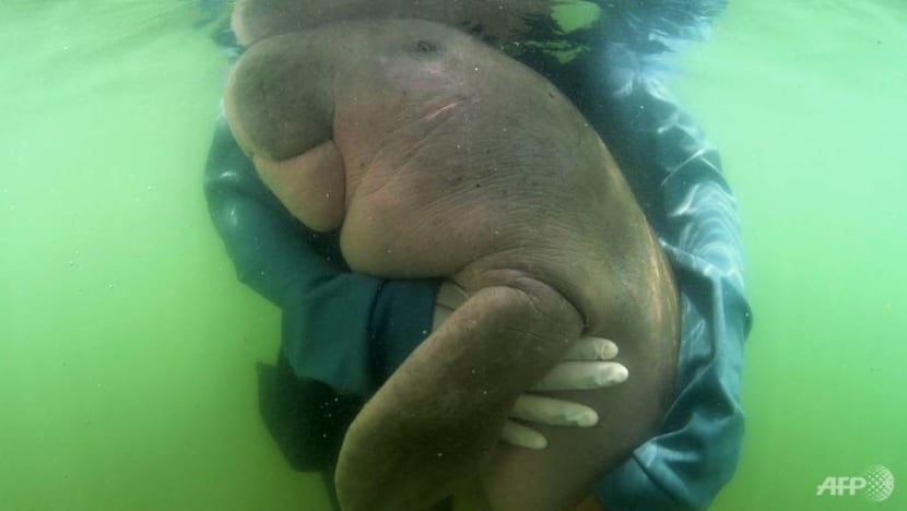 Thailand’s critically endangered dugongs keep dying and humans are to blame Thailand’s critically endangered dugongs keep dying and humans are to blame