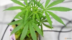 Related article image