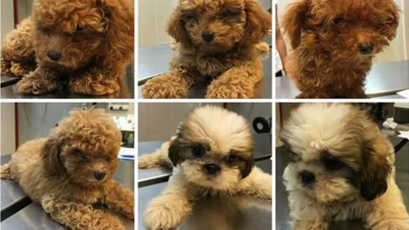 M’sian man jailed  for importing puppies without a permit