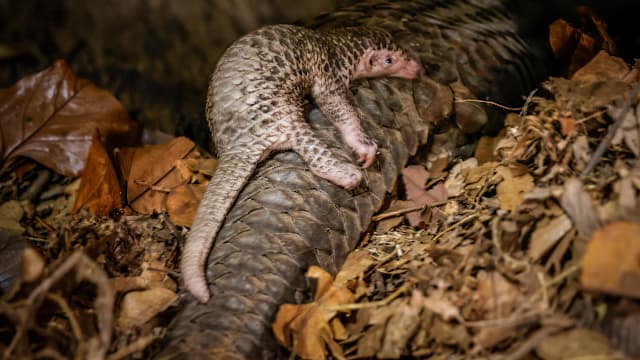 夜间野生动物园十年来首次迎来马来穿山甲宝宝